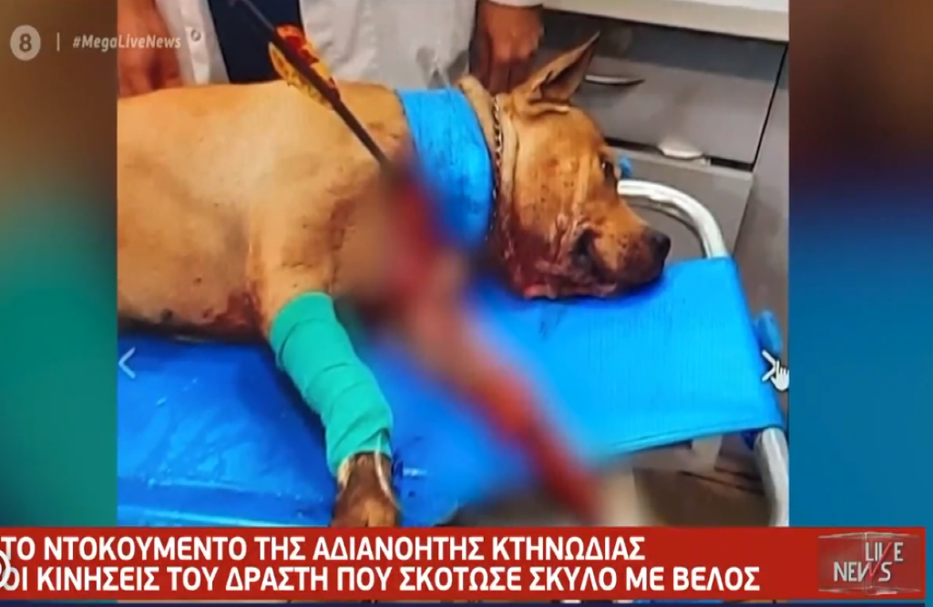 Βίντεο – ντοκουμέντο από την κτηνωδία στην Πετρούπολη: Αυτός είναι ο «τοξοβόλος» που σκότωσε τον σκύλο
