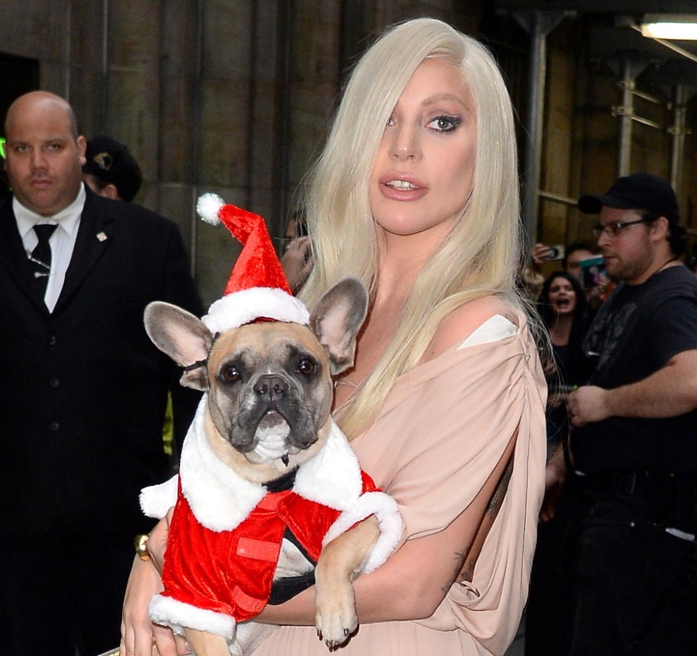 Lady Gaga: Στόχος κακοποιών τα σκυλιά της – Η υπέρογκη αμοιβή που δίνει για να της τα επιστρέψουν