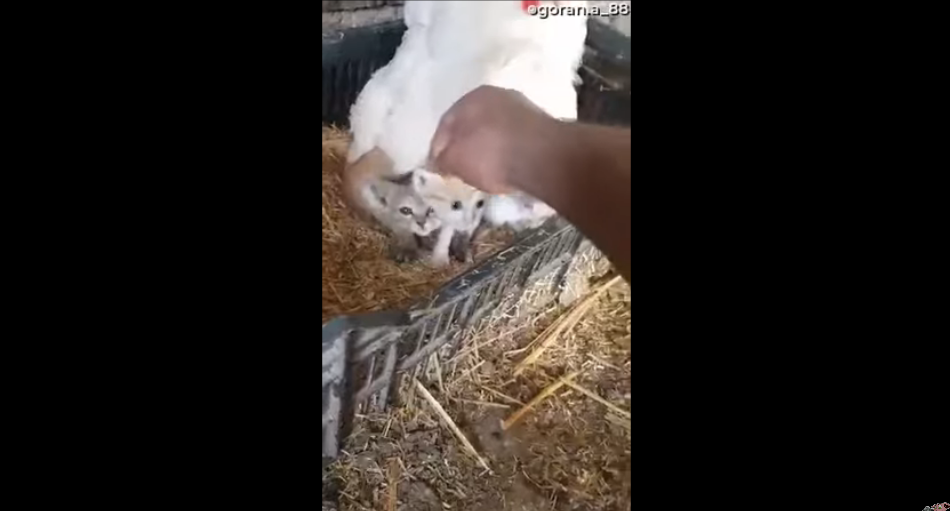 Το απόλυτο βίντεο τρυφερότητας των ζώων: Κότα υιοθέτησε κάτω από τα φτερά της ορφανά γατάκια