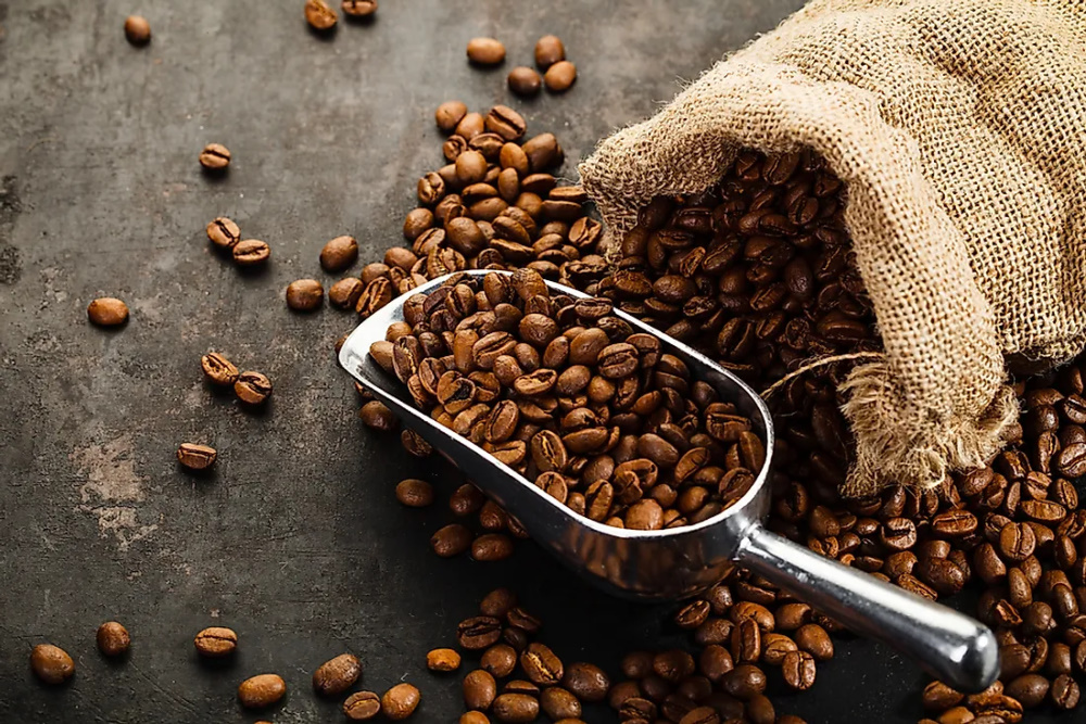 Coffea stenophylla: Το ξεχασμένο είδος καφέ που θα σώσει την παραγωγή και δεν θα μας στερήσει την αγαπημένη μας συνήθεια