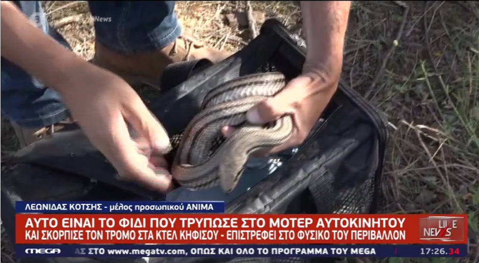Απελευθερώθηκε στη φύση το φίδι που αναστάτωσε τα ΚΤΕΛ Κηφισού – Τι είπε ο οδηγός του αυτοκινήτου που το βρήκε;