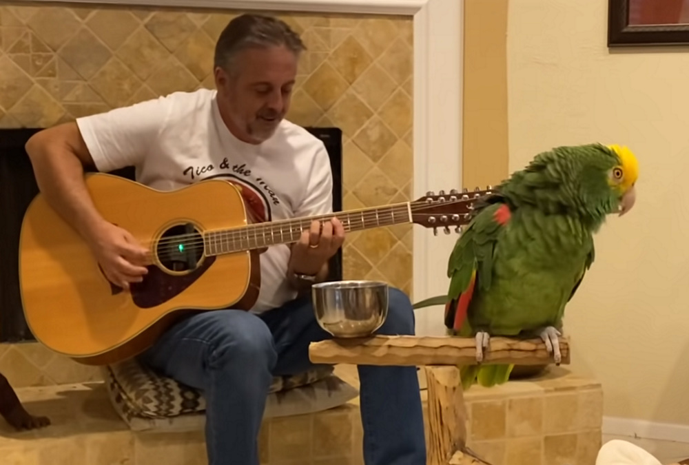 Viral: Ο ροκάς παπαγάλος που κάνει τον γύρο του διαδικτύου τραγουδώντας ροκ επιτυχίες!