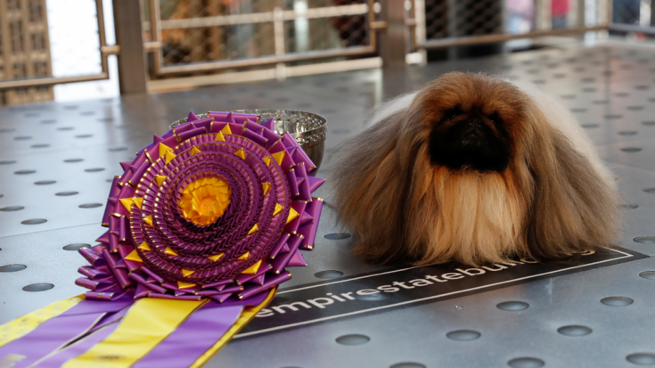 Westminster Kennel Club Dog Show: Ο χνουδωτός Wasabi, ο μεγάλος νικητής στον ετήσιο διαγωνισμό σκύλων