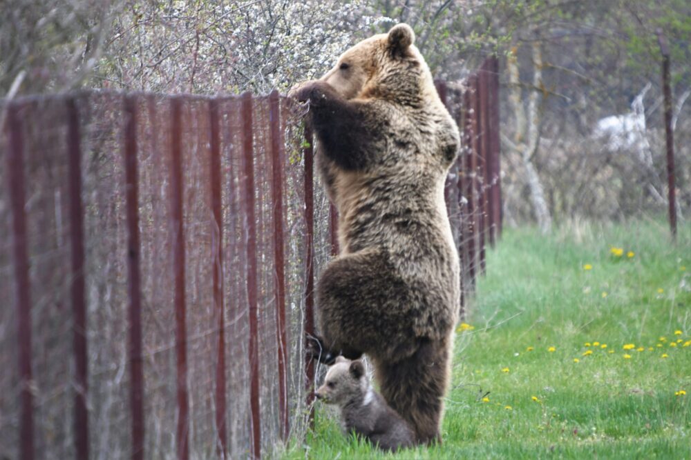 Καστοριά: Αρκούδα πιάστηκε να… κλέβει κεράσια μαζί με το μικρό της!