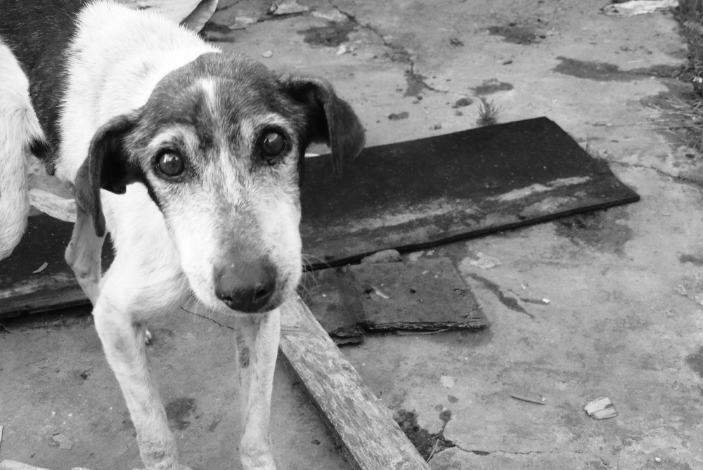 Κτηνωδία στην Άρτα: Ξυλοκόπησαν άγρια σκύλο  και τον εξαφάνισαν – Οι αποκλειστικές πληροφορίες του Znews για την εξέλιξη της υπόθεσης