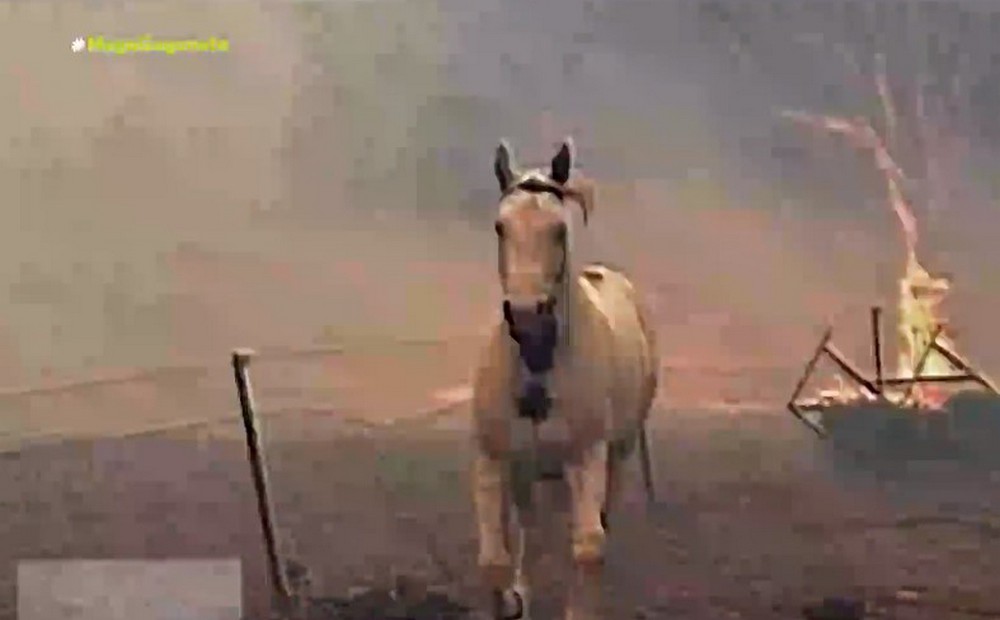 Βαρυμπόμπη: Συγκλονιστικές εικόνες με τα ζώα που κινδυνεύσαν από τις φλόγες (Βίντεο)