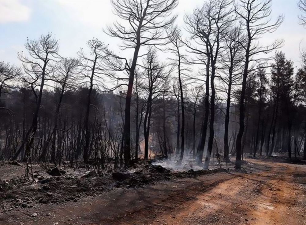 Αποκαρδιωτικός ο απολογισμός των πυρκαγιών: Πάνω από ένα εκατομμύριο στρέμματα κάηκαν μέσα σε δύο εβδομάδες