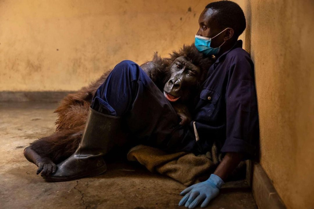 Σπαρακτική στιγμή: Ο θηλυκός γορίλας Ndakasi ξεψυχά στην αγκαλιά του φροντιστή που τον έσωσε, όταν ήταν μόλις 2 μηνών