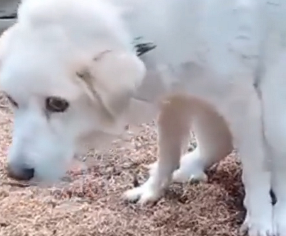 Ξυλοδαρμός σκύλου στην Άρτα: Του έκαναν ευθανασία ισχυριζόμενοι ότι είχε καρκίνο – Δύο οι συλλήψεις