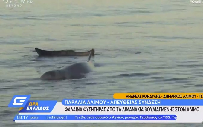 Απίστευτο: Φαλαινοδέλφινο στην παραλία του Αλίμου – Δείτε το βίντεο