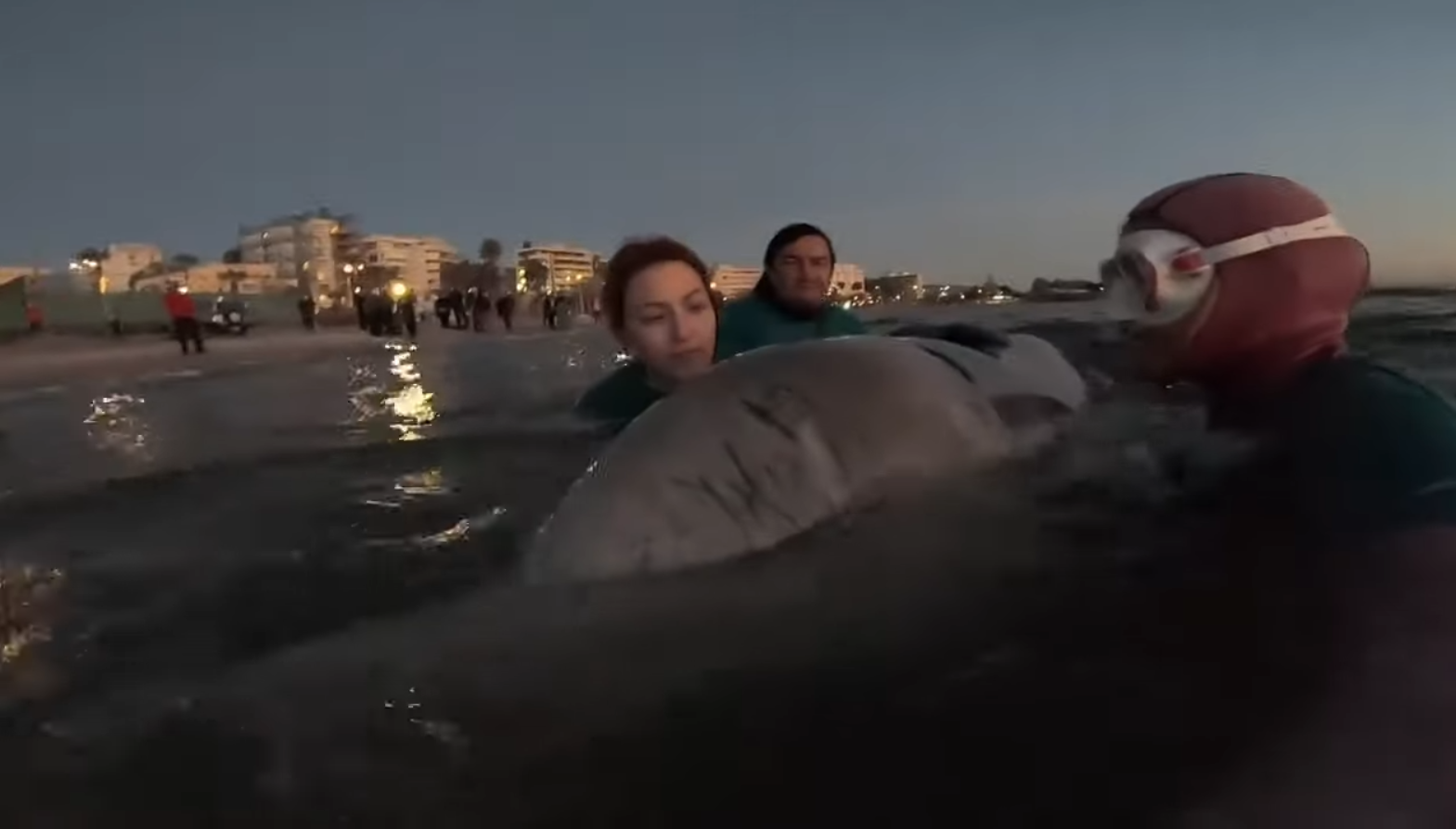 Στα ανοιχτά οδηγήθηκε το τραυματισμένο φαλαινοδέλφινο – Το συγκλονιστικό βίντεο με την εθελόντρια που του τραγουδάει