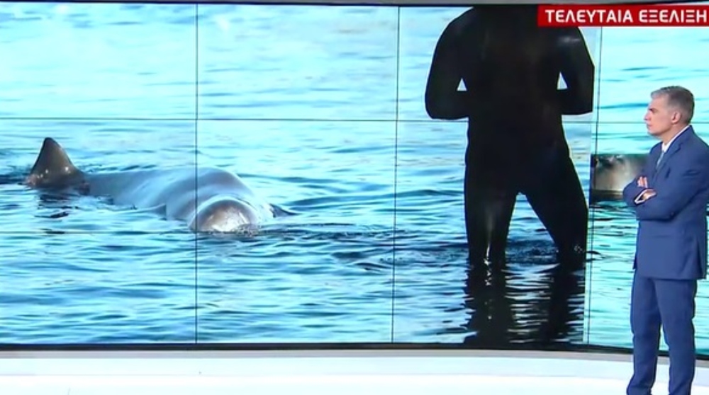 Πέθανε η φάλαινα του Αλίμου –Εντοπίστηκε από το Λιμεναρχείο Σαλαμίνας