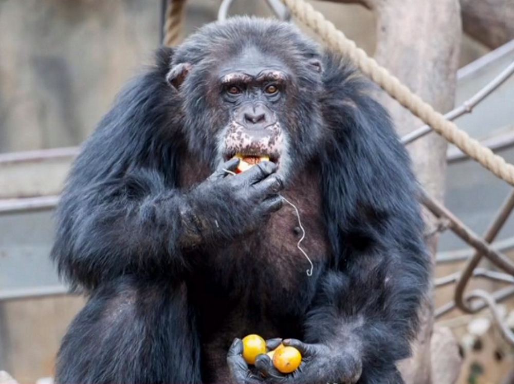 Οργισμένες αντιδράσεις για τη θανάτωση χιμπατζή στο Αττικό Πάρκο – Τι απαντά ο ιδρυτής του;