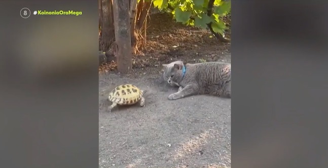 Το viral video της ημέρας: Χελώνα έκανε bullying σε γάτα