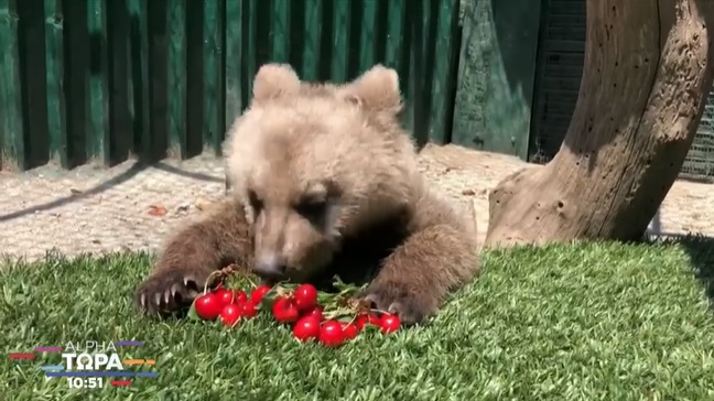 O Θωμάς, το αρκουδάκι του «Αρκτούρου», μεγάλωσε και τρώει κεράσια