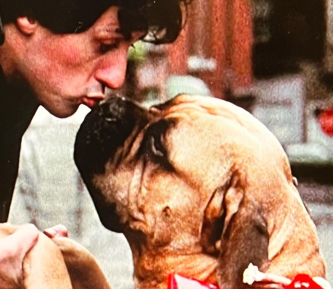 Sylvester Stallone: Οι φωτογραφίες του θρυλικού Butkus, του πρώτου του σκύλου και πρωταγωνιστή του Rocky, που μοιράστηκε στο Instagram