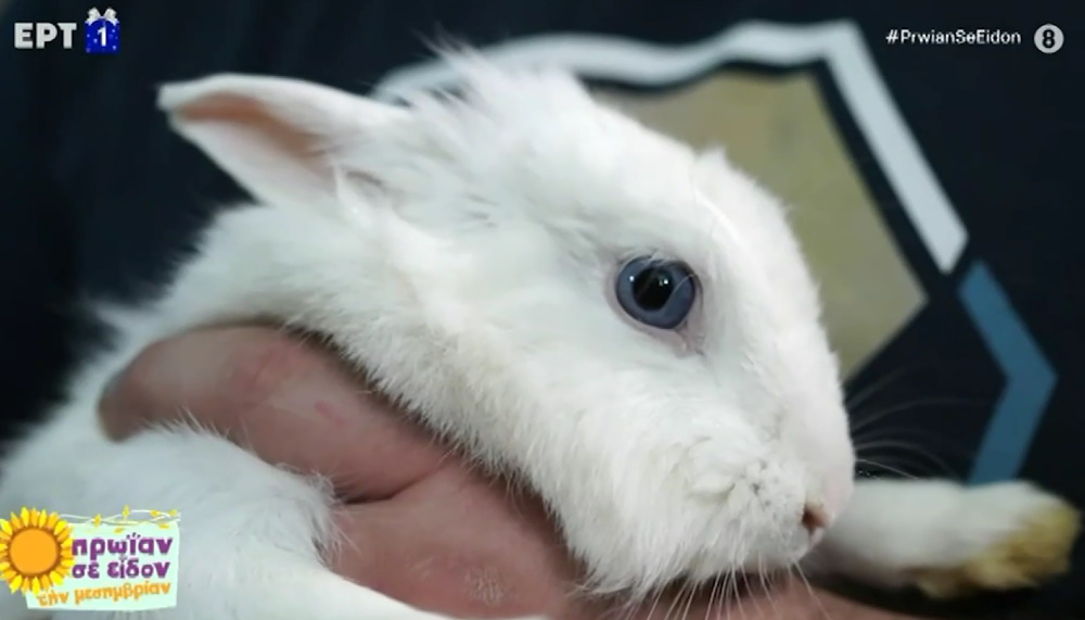 Voice of Rabbits: Ο Άγγελος Μιτσιάλης σώζει κουνέλια από τους δρόμους και τους κάδους της Αθήνας και δείχνει τον τρόπο να τα φροντίσεις σωστά
