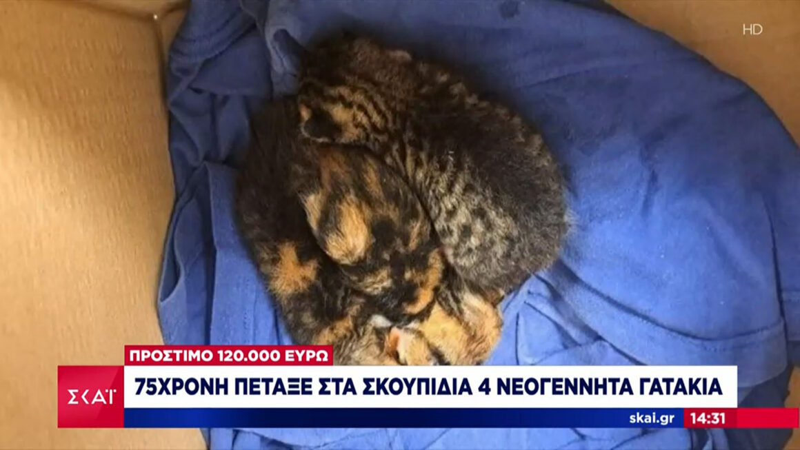 Πρόστιμο μαμούθ 120.000 ευρώ στην 75χρονη που πέταξε σε σακούλα ζωντανά νεογέννητα γατάκια