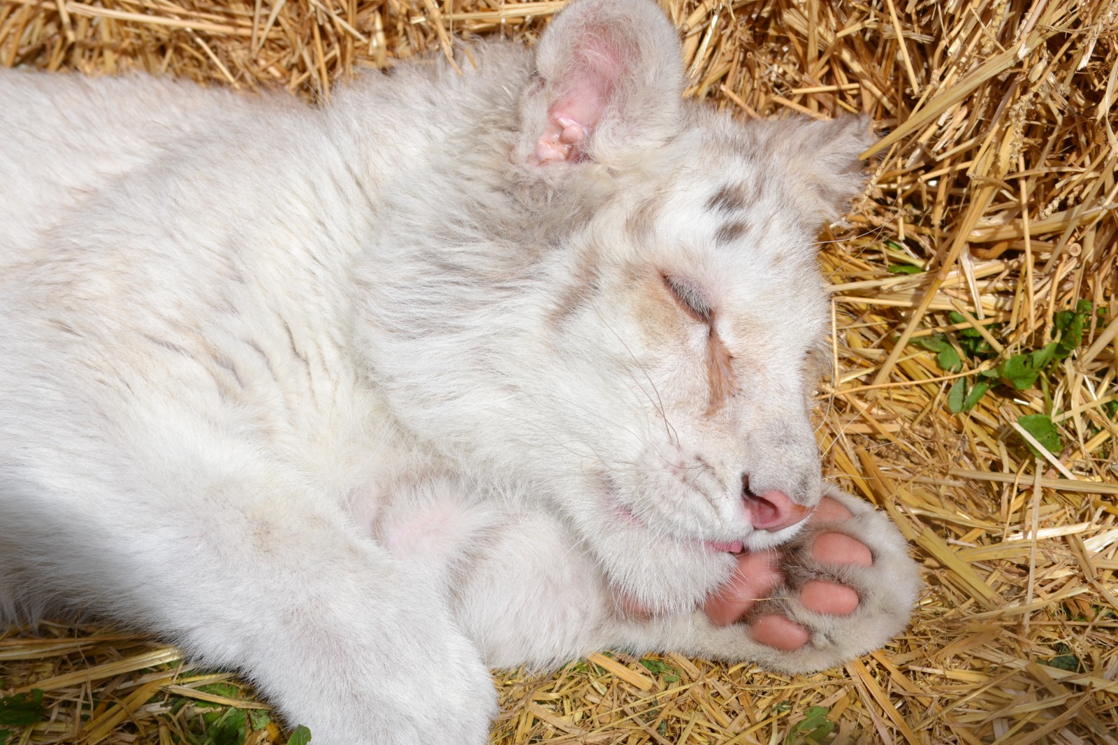 «Έφυγε» ανώδυνα από τη ζωή το λευκό τιγράκι μέσω ευθανασίας – Η ανακοίνωση του Αττικού Ζωολογικού Πάρκου
