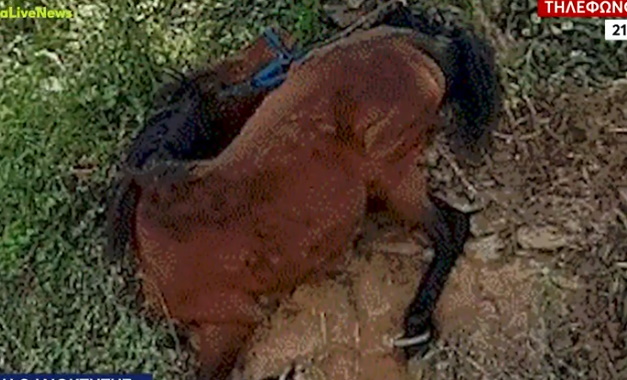 Τζια: Εντοπίστηκε και συνελήφθη ο ιδιοκτήτης του αλόγου που βρέθηκε κρεμασμένο και παστουρωμένο σε πλαγιά – Σκληρές εικόνες