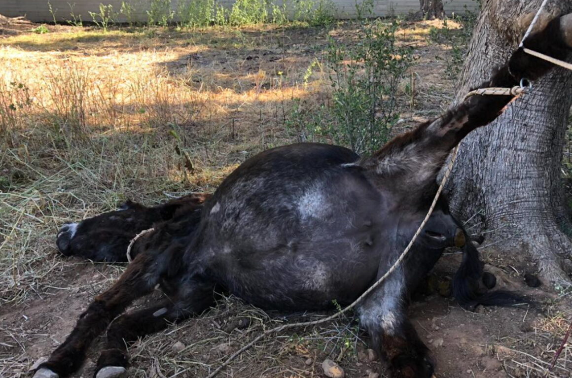 Κορωπί: Αδιανόητο περιστατικό κακοποίησης ζώου! Γαϊδουράκι έμεινε δεμένο για μέρες, μπλέχτηκε με το σκοινί του και πέθανε