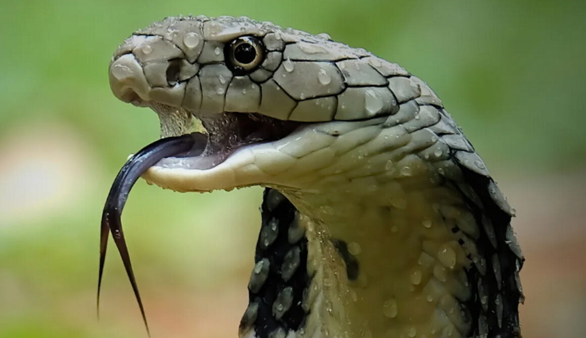 Φίδι καταπίνει μεγάλο αυγό και γίνεται viral προκαλώντας ανατριχίλα