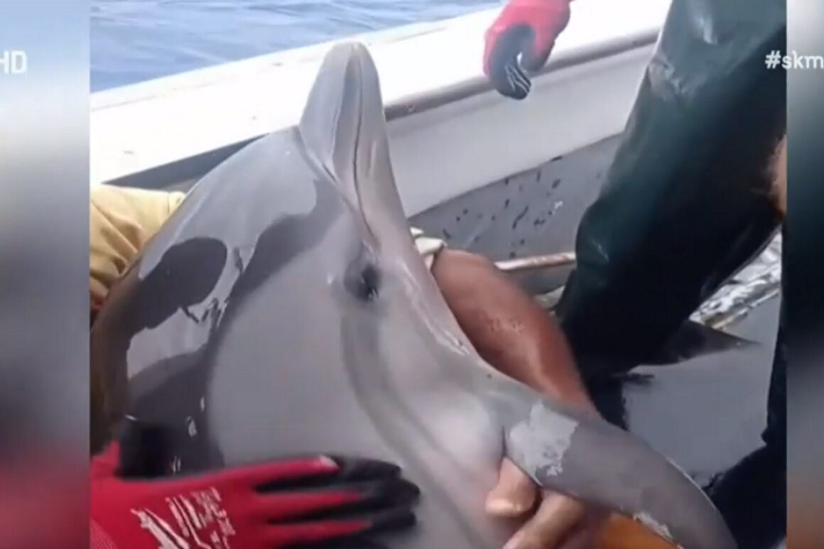 Κάλυμνος: Το δελφίνι που περιμένει σαν άνθρωπος για να το σώσουν, συγκίνησε το διαδίκτυο!