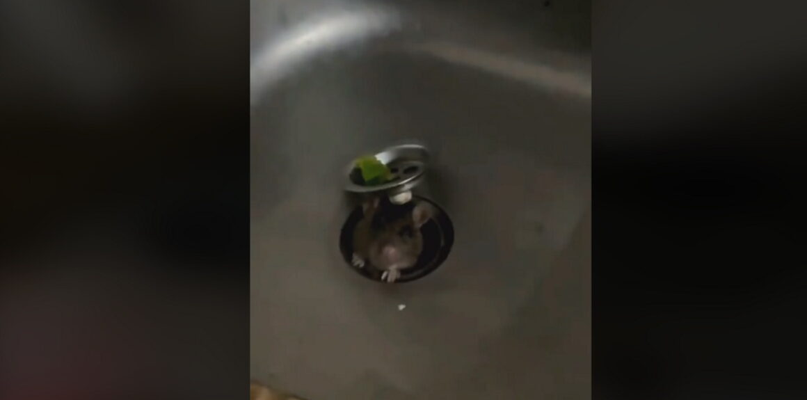 TikTok: Ποντίκι βγαίνει από τον νεροχύτη και προκαλεί ανατριχίλα