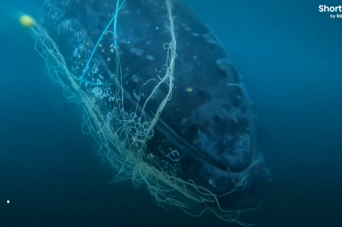 Αυστραλία: Δραματική διάσωση φάλαινας – Παραλίγο να πάθει ασφυξία