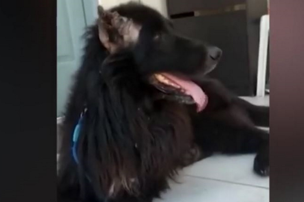 Φρίκη στην Κρήτη: Ακρωτηρίασε σκύλο και τον έδεσε σε κάδο απορριμμάτων
