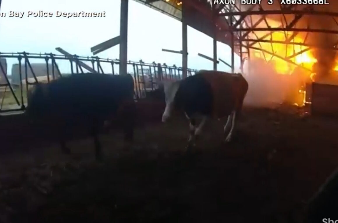 Ήρωας – αστυνομικός σώζει αγελάδες από βέβαιο θάνατο σε φλεγόμενο στάβλο