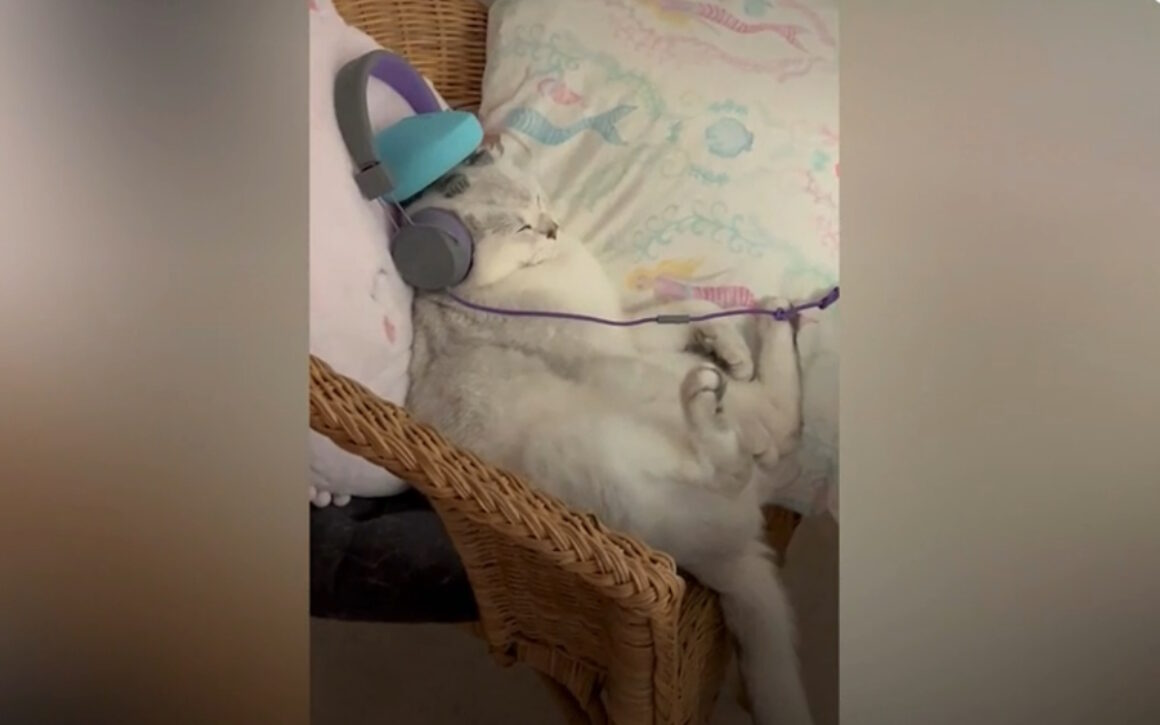 Ζωή χαρισάμενη! Γάτα απολαμβάνει τη σιέστα της με μασάζ στο κεφάλι και μουσική!