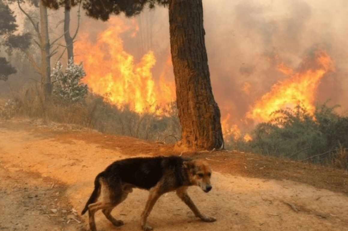 Φωτιά – Κουβαράς: «Κάηκαν εκατοντάδες ζώα» λέει η Νατάσα Μπομπολάκη