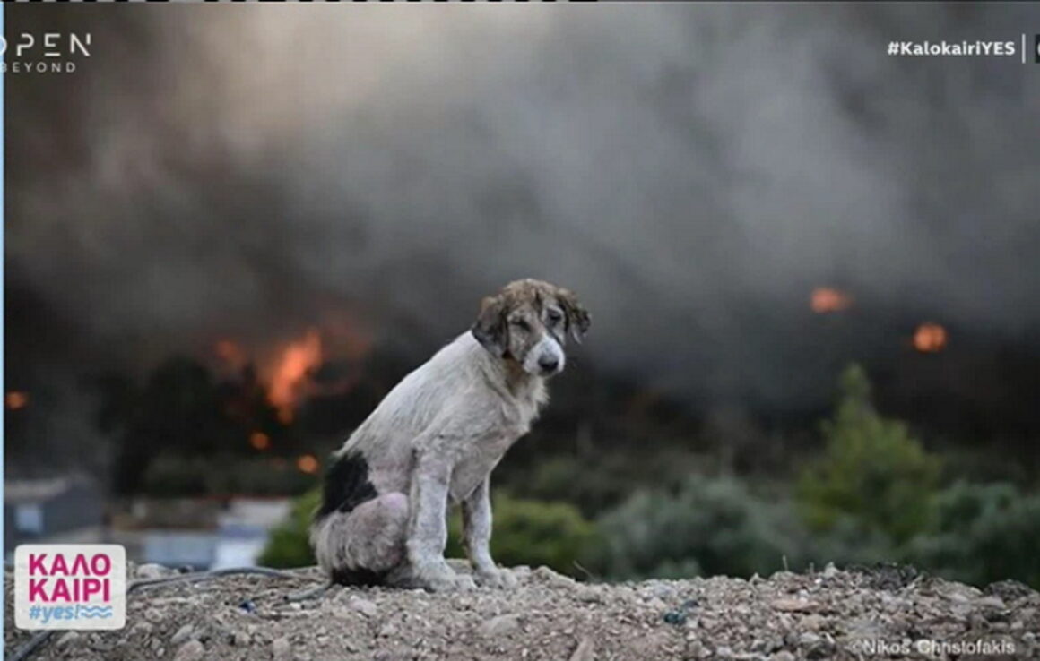Φωτιά: «Ο σκύλος ανάμεσα στις φλόγες» – Η φωτογραφία που κάνει τον γύρο του διαδικτύου