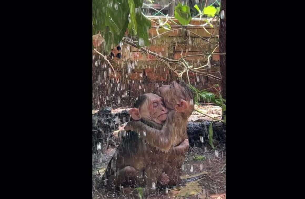 TikTok: Η τρυφερή «μαϊμουδίστικη» αγκαλιά κάτω από τη βροχή
