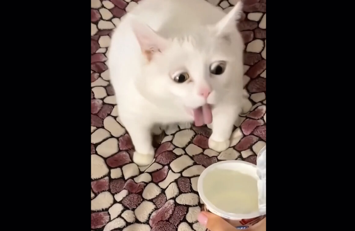 TikTok: Οι γάτες με τις πιο απίθανες γκριμάτσες που έγιναν viral λόγω cuteness overload