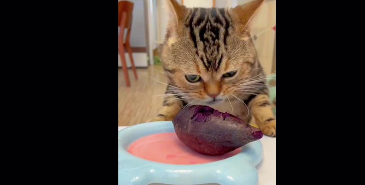 Βρέθηκε η πιο vegetarian γάτα του TikTok