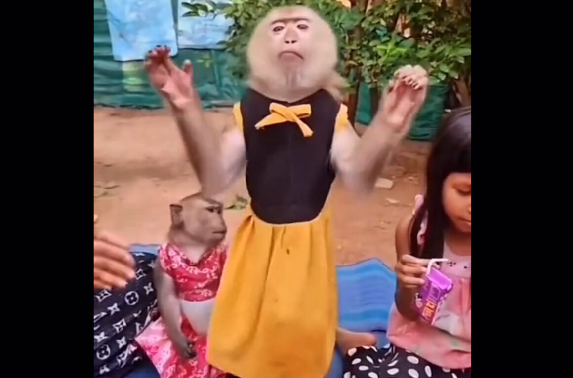 Viral: «Έριξε» το διαδίκτυο το χορευταράδικο μαϊμουδάκι του TikTok