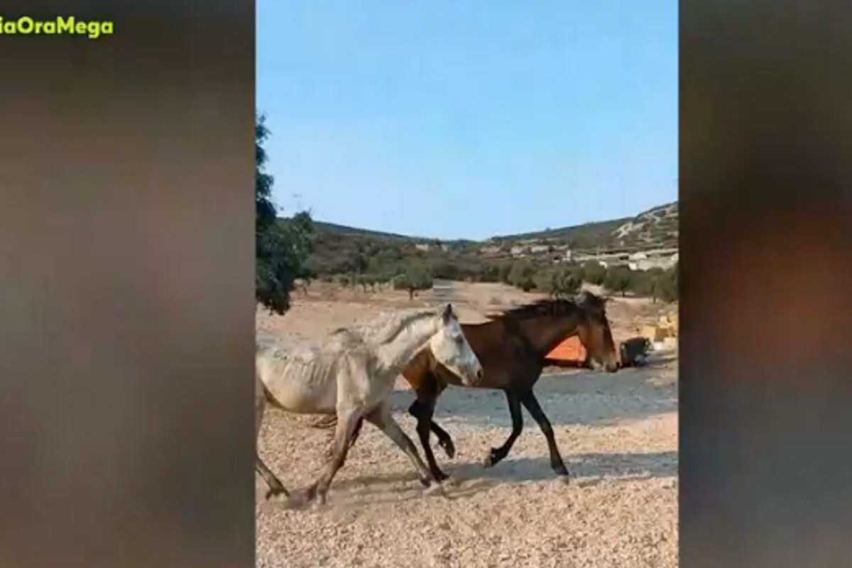 Υμηττός: Απαράδεκτες εικόνες με αποστεωμένα «άγρια» άλογα – Κατεβαίνουν στα πεδινά για τροφή