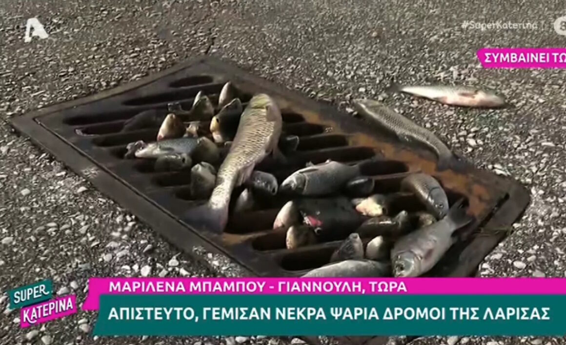 Κακοκαιρία Daniel: Απίστευτες εικόνες – Γέμισαν από νεκρά ψάρια οι δρόμοι της Λάρισας