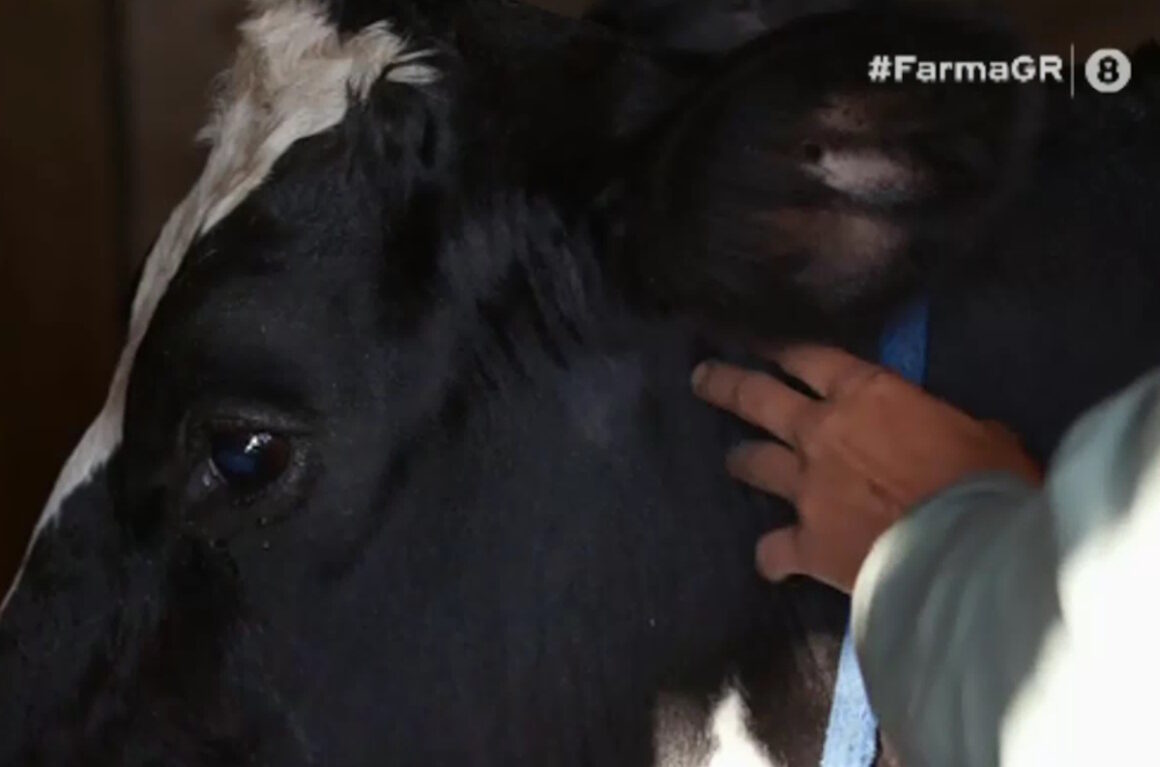 Φάρμα: «Ο ήχος της αγελάδας που βογκάει με έχει στοιχειώσει»