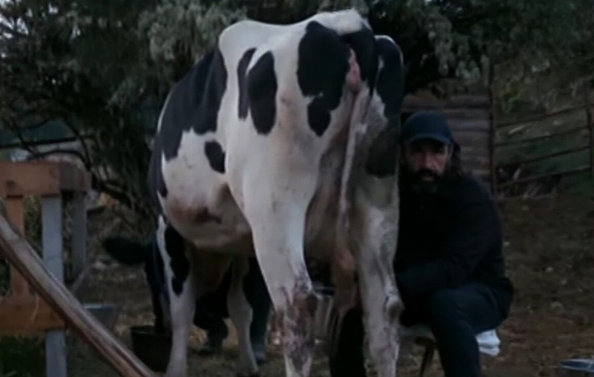 Φάρμα: Το Twitter δεν έχαψε τα περί κακοποιημένης αγελάδας – «Η ντροπή της Κρήτης είσαι»